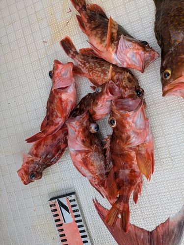アラカブの釣果