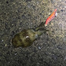 アオリイカ