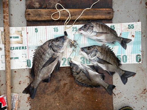 クロダイの釣果