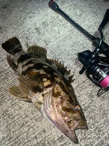 タケノコメバルの釣果