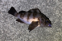 メバルの釣果