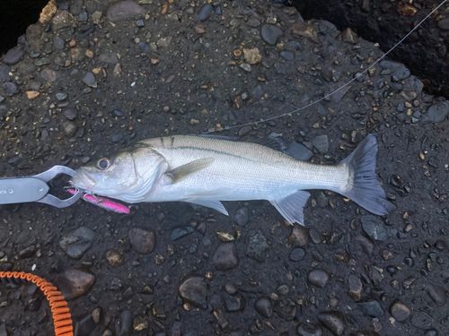 セイゴ（マルスズキ）の釣果