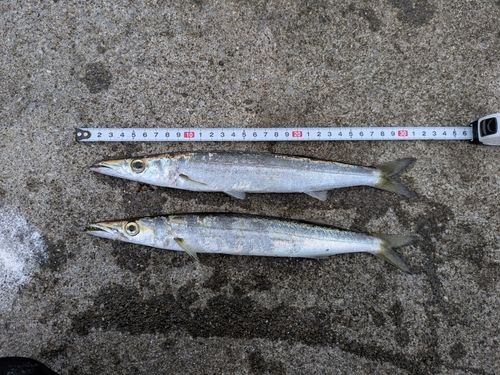 カマスの釣果
