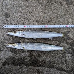 カマス