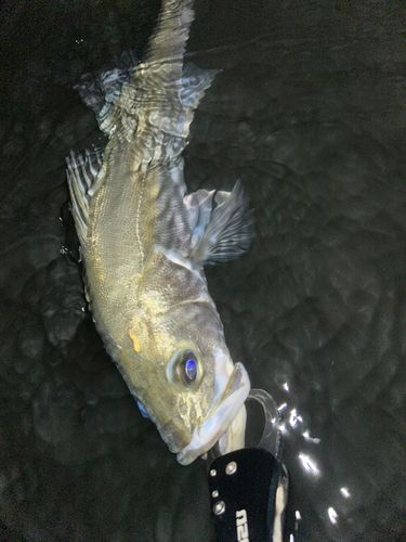 フッコ（マルスズキ）の釣果