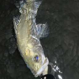 フッコ(マルスズキ)