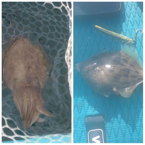 コウイカの釣果