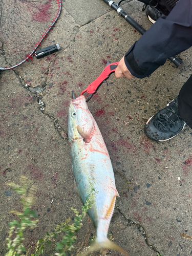 ブリの釣果