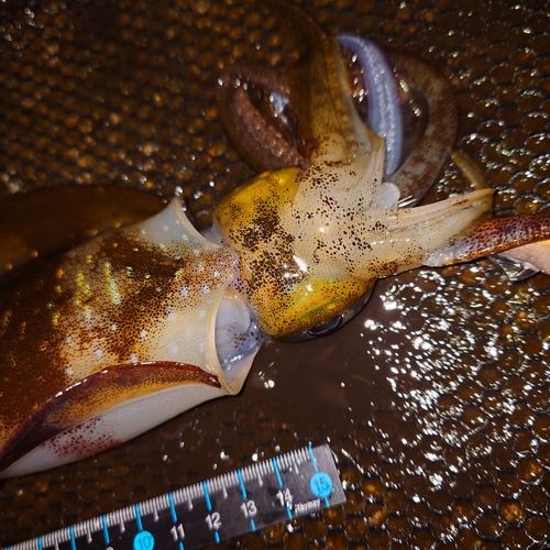 アオリイカの釣果