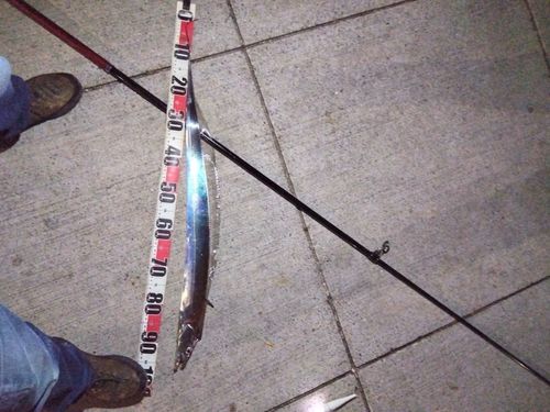 タチウオの釣果