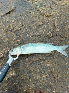 ボラの釣果
