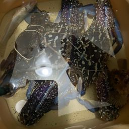 カサゴ