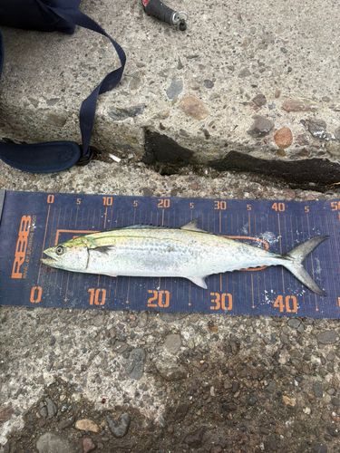 サゴシの釣果