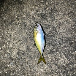 アジ