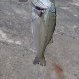 セイゴ（マルスズキ）