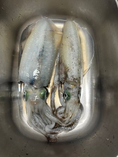 大阪湾