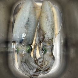 アオリイカ