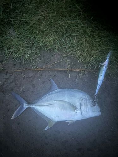 メッキの釣果