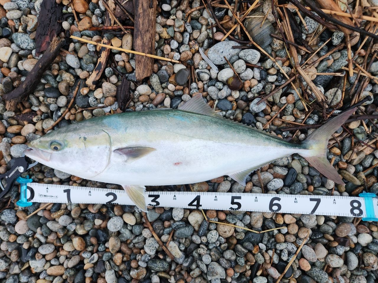 APIA グランデージアトラス ブルーランナー100MH アピア グランデージ アトラス ブルーランナー 100MH【大型商品