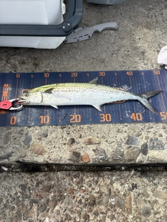 サゴシの釣果
