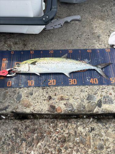 サゴシの釣果