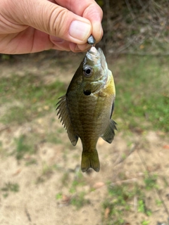 ブルーギルの釣果