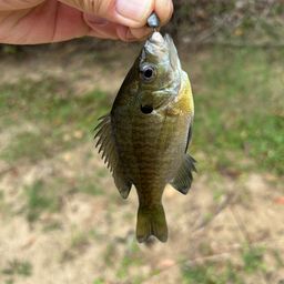 ブルーギル