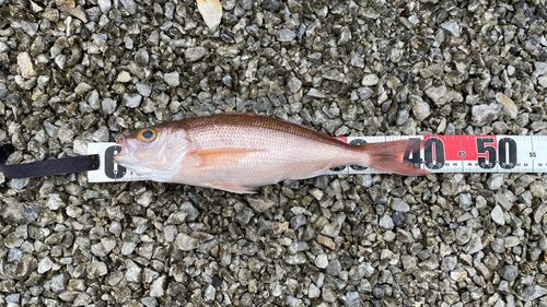 ヒメダイの釣果