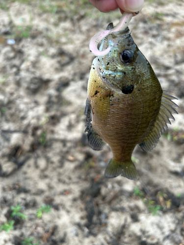 ブルーギルの釣果