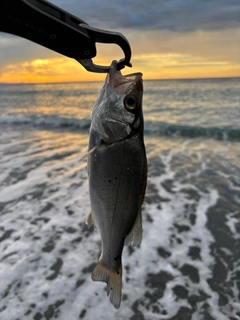 セイゴ(マルスズキ)の釣果