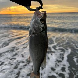 セイゴ（マルスズキ）