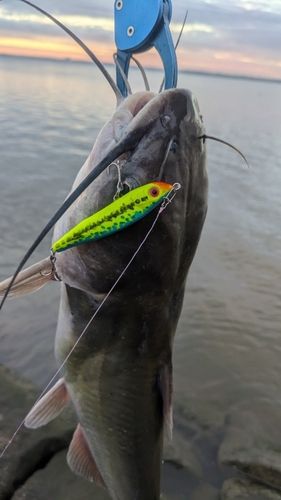 アメリカナマズの釣果