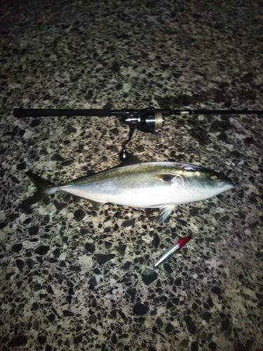 ワラサの釣果