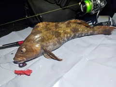 アイナメの釣果