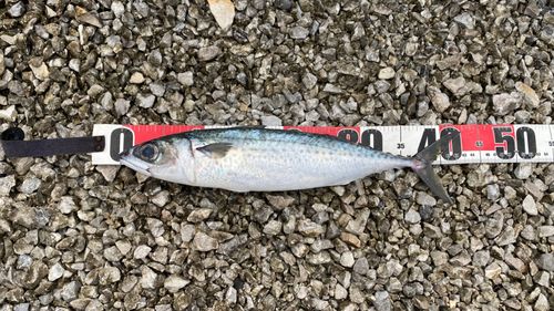 ゴマサバの釣果