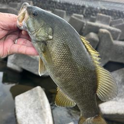スモールマウスバス