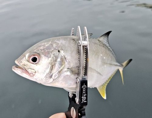 ギンガメアジの釣果