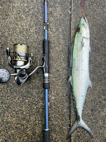 サゴシの釣果