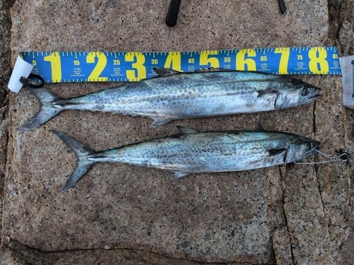 サワラの釣果