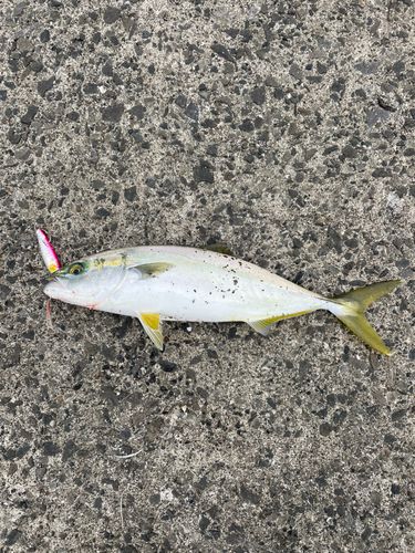 フクラギの釣果