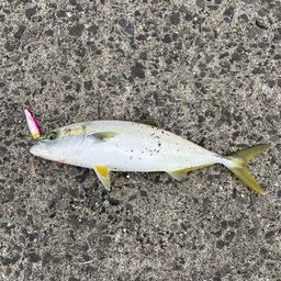 フクラギ