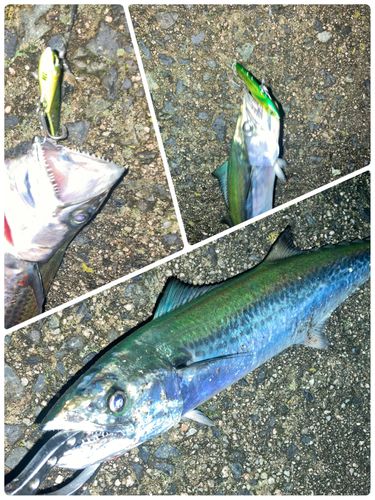サゴシの釣果
