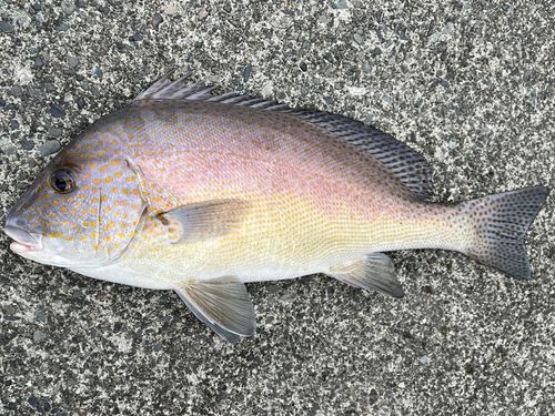 コロダイの釣果
