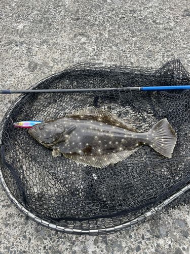 ヒラメの釣果