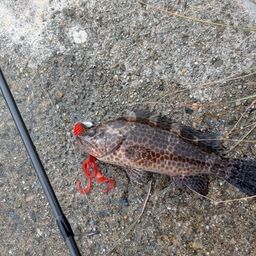 オオモンハタ