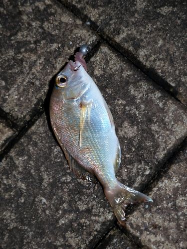 英虞湾