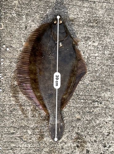 カレイの釣果