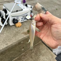 シロギス