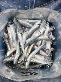 カタクチイワシの釣果
