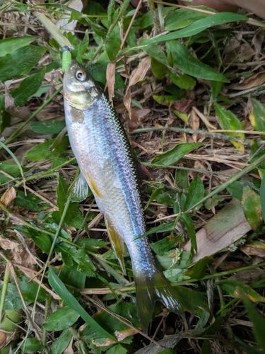 カワムツの釣果